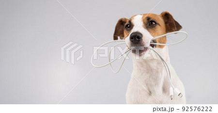 Jack russell terrier dog holding a type c cable in his teeth on a white background. Copy space.  92576222