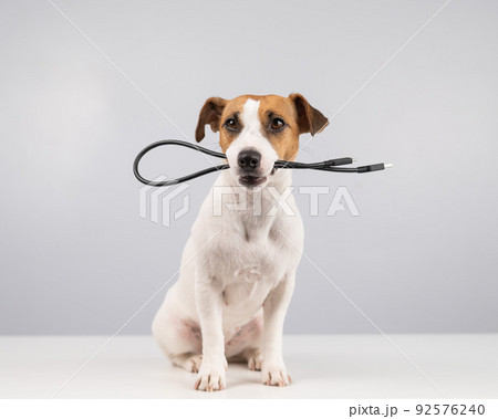 Dog jack russell terrier gnaws on a black usb wire on a white background. Dog jack russell terrier gnaws on a black usb wire on a white background. 92576240