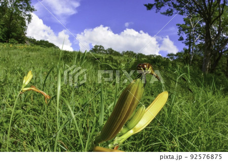 夏の高原で見られるアキアカネとニッコウキスゲ 夏の高原で見られるアキアカネとニッコウキスゲ 92576875