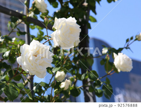 中之島バラ園　中之島　バラ　バラ園　薔薇　ローズガーデン　花壇　ばらまつり　ローズフ　大阪都心　公園 92576888
