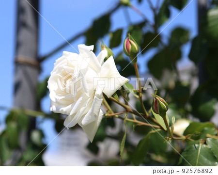 中之島バラ園　中之島　バラ　バラ園　薔薇　ローズガーデン　花壇　ばらまつり　ローズフ　大阪都心　公園 92576892