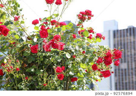 中之島バラ園　中之島　バラ　バラ園　薔薇　ローズガーデン　花壇　ばらまつり　ローズフ　大阪都心　公園 92576894