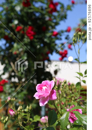中之島バラ園 中之島 バラ バラ園 薔薇 ローズガーデン 花壇 ばらまつり ローズフ 大阪都心 公園 中之島バラ園 中之島 バラ バラ園 薔薇 ローズガーデン 花壇 ばらまつり ローズフ 大阪都心 公園 92576896