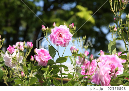 中之島バラ園 中之島 バラ バラ園 薔薇 ローズガーデン 花壇 ばらまつり ローズフ 大阪都心 公園 中之島バラ園 中之島 バラ バラ園 薔薇 ローズガーデン 花壇 ばらまつり ローズフ 大阪都心 公園 92576898
