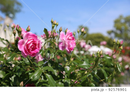 中之島バラ園　中之島　バラ　バラ園　薔薇　ローズガーデン　花壇　ばらまつり　ローズフ　大阪都心　公園 92576901