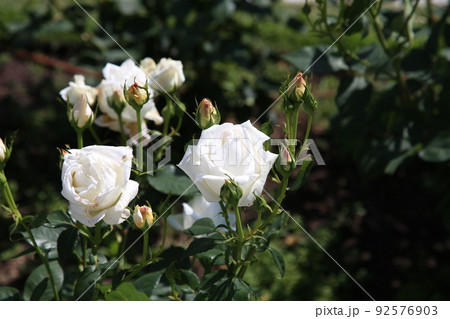 中之島バラ園　中之島　バラ　バラ園　薔薇　ローズガーデン　花壇　ばらまつり　ローズフ　大阪都心　公園 92576903