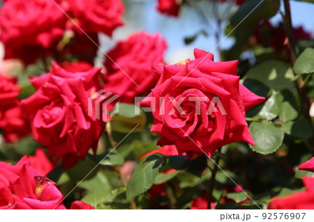 中之島バラ園 中之島 バラ バラ園 薔薇 ローズガーデン 花壇 ばらまつり ローズフ 大阪都心 公園 中之島バラ園 中之島 バラ バラ園 薔薇 ローズガーデン 花壇 ばらまつり ローズフ 大阪都心 公園 92576907
