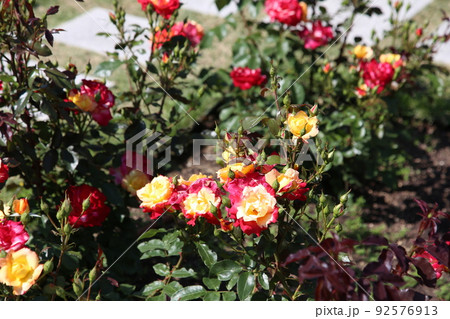 中之島バラ園　中之島　バラ　バラ園　薔薇　ローズガーデン　花壇　ばらまつり　ローズフ　大阪都心　公園 92576913