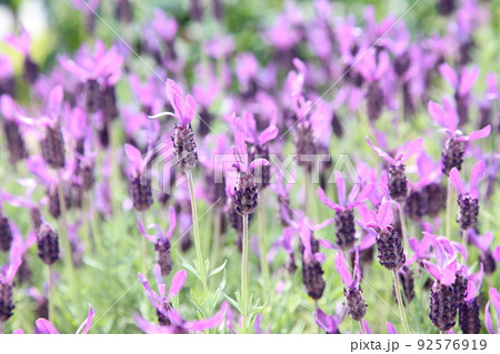 中之島バラ園 中之島 バラ バラ園 薔薇 ローズガーデン 花壇 ばらまつり ローズフ 大阪都心 公園 中之島バラ園 中之島 バラ バラ園 薔薇 ローズガーデン 花壇 ばらまつり ローズフ 大阪都心 公園 92576919