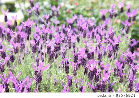 中之島バラ園 中之島 バラ バラ園 薔薇 ローズガーデン 花壇 ばらまつり ローズフ 大阪都心 公園 中之島バラ園 中之島 バラ バラ園 薔薇 ローズガーデン 花壇 ばらまつり ローズフ 大阪都心 公園 92576921