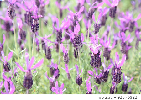 中之島バラ園 中之島 バラ バラ園 薔薇 ローズガーデン 花壇 ばらまつり ローズフ 大阪都心 公園 中之島バラ園 中之島 バラ バラ園 薔薇 ローズガーデン 花壇 ばらまつり ローズフ 大阪都心 公園 92576922
