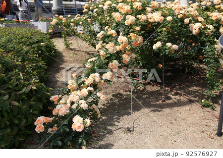 中之島バラ園　中之島　バラ　バラ園　薔薇　ローズガーデン　花壇　ばらまつり　ローズフ　大阪都心　公園 92576927