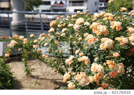 中之島バラ園 中之島 バラ バラ園 薔薇 ローズガーデン 花壇 ばらまつり ローズフ 大阪都心 公園 中之島バラ園 中之島 バラ バラ園 薔薇 ローズガーデン 花壇 ばらまつり ローズフ 大阪都心 公園 92576930