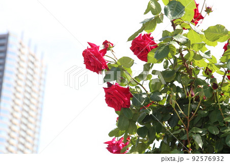 中之島バラ園 中之島 バラ バラ園 薔薇 ローズガーデン 花壇 ばらまつり ローズフ 大阪都心 公園 中之島バラ園 中之島 バラ バラ園 薔薇 ローズガーデン 花壇 ばらまつり ローズフ 大阪都心 公園 92576932