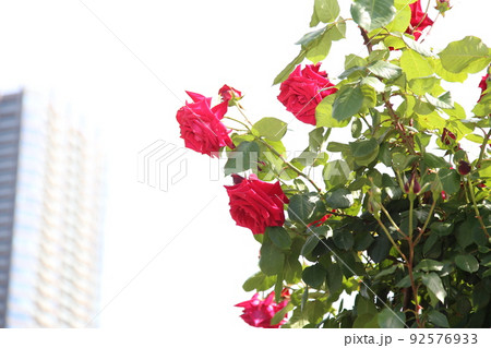 中之島バラ園 中之島 バラ バラ園 薔薇 ローズガーデン 花壇 ばらまつり ローズフ 大阪都心 公園 中之島バラ園 中之島 バラ バラ園 薔薇 ローズガーデン 花壇 ばらまつり ローズフ 大阪都心 公園 92576933