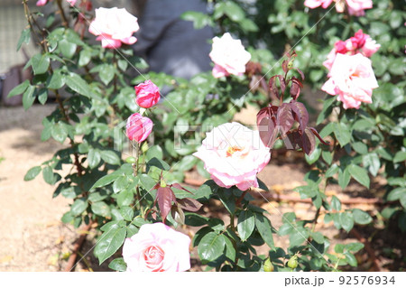 中之島バラ園　中之島　バラ　バラ園　薔薇　ローズガーデン　花壇　ばらまつり　ローズフ　大阪都心　公園 92576934
