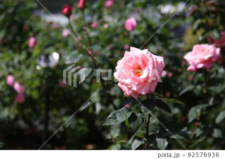 中之島バラ園　中之島　バラ　バラ園　薔薇　ローズガーデン　花壇　ばらまつり　ローズフ　大阪都心　公園 92576936