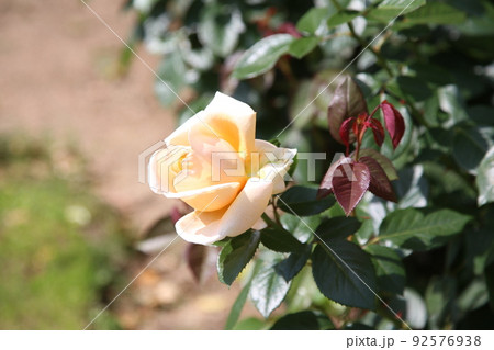 中之島バラ園　中之島　バラ　バラ園　薔薇　ローズガーデン　花壇　ばらまつり　ローズフ　大阪都心　公園 92576938