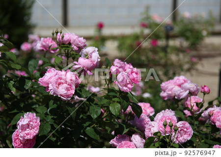 中之島バラ園 中之島 バラ バラ園 薔薇 ローズガーデン 花壇 ばらまつり ローズフ 大阪都心 公園 中之島バラ園 中之島 バラ バラ園 薔薇 ローズガーデン 花壇 ばらまつり ローズフ 大阪都心 公園 92576947