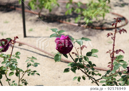 中之島バラ園　中之島　バラ　バラ園　薔薇　ローズガーデン　花壇　ばらまつり　ローズフ　大阪都心　公園 92576949