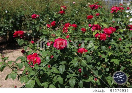 中之島バラ園　中之島　バラ　バラ園　薔薇　ローズガーデン　花壇　ばらまつり　ローズフ　大阪都心　公園 92576955