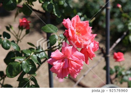 中之島バラ園　中之島　バラ　バラ園　薔薇　ローズガーデン　花壇　ばらまつり　ローズフ　大阪都心　公園 92576960