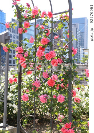 中之島バラ園　中之島　バラ　バラ園　薔薇　ローズガーデン　花壇　ばらまつり　ローズフ　大阪都心　公園 92576961