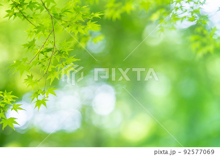 三重県四日市市 新緑が美しい宮妻峡の青もみじ 三重県四日市市 新緑が美しい宮妻峡の青もみじ 92577069