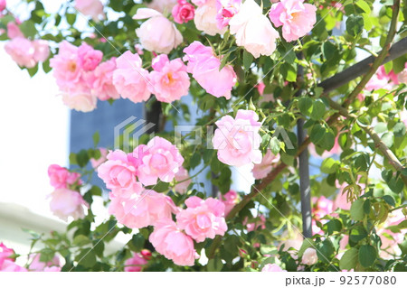 中之島バラ園　中之島　バラ　バラ園　薔薇　ローズガーデン　花壇　ばらまつり　ローズフ　大阪都心　公園 92577080