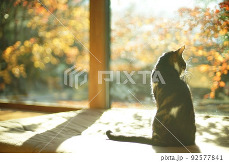 紅葉を背景に佇むキジ猫 92577841