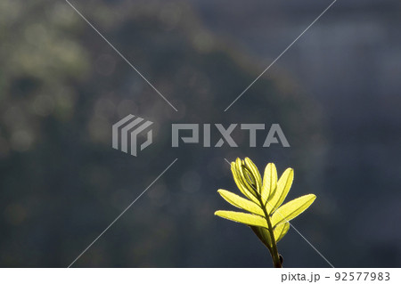 太陽光が透けるシナサワグルミの若葉風景-2 92577983