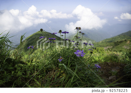 〔福井県／石川県／岐阜県・8月〕越前三ノ峰からの眺め　ヒメマツムシソウ越しに見る一ノ峰・二ノ峰の稜線 92578225