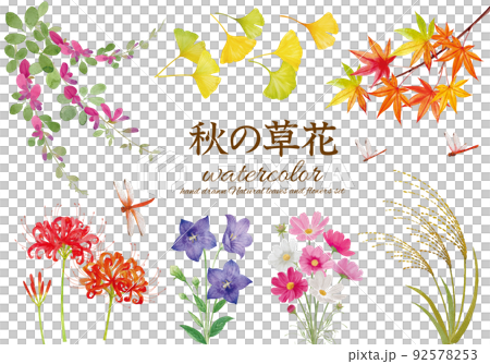 色とりどりの秋の草花の水彩画素材セット 92578253