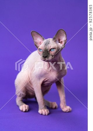 Portrait of young Canadian Sphynx Cat of color blue mink and white sitting on violet background. Five months old kitten of rare breed. Front view. Studio shot. Concept of breeding purebred cats. Portrait of young Canadian Sphynx Cat of color blue mink and white sitting on violet background. Five months old kitten of rare breed. Front view. Studio shot. Concept of breeding purebred cats. 92578365