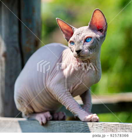 Pretty cat Canadian Sphynx breed sitting outdoors on wooden playground of cattery and looking away. Age of male kitten is 4 months, color is blue mink and white. Concept of breeding purebred cats. Pretty cat Canadian Sphynx breed sitting outdoors on wooden playground of cattery and looking away. Age of male kitten is 4 months, color is blue mink and white. Concept of breeding purebred cats. 92578366