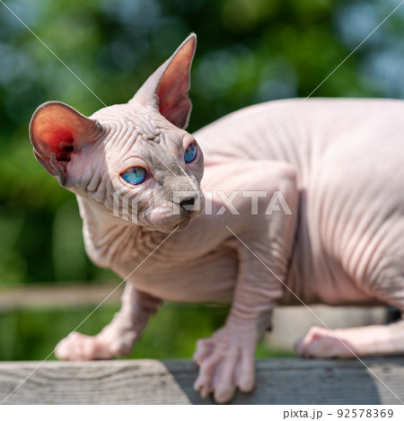 Adorable young Canadian Sphynx Cat on walk outside cattery boarding kennel on sunny day. Male kitten 4 months old pricked up ears, looking over shoulder. Close-up, selective focus. Adorable young Canadian Sphynx Cat on walk outside cattery boarding kennel on sunny day. Male kitten 4 months old pricked up ears, looking over shoulder. Close-up, selective focus. 92578369