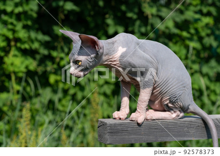 Cute thoroughbred Sphynx Cat of blue and white color sitting high on wooden crossbar outdoors play area on sunny summer day and looking out for prey below. Male kitten is fifteen weeks old. Side view. Cute thoroughbred Sphynx Cat of blue and white color sitting high on wooden crossbar outdoors play area on sunny summer day and looking out for prey below. Male kitten is fifteen weeks old. Side view. 92578373
