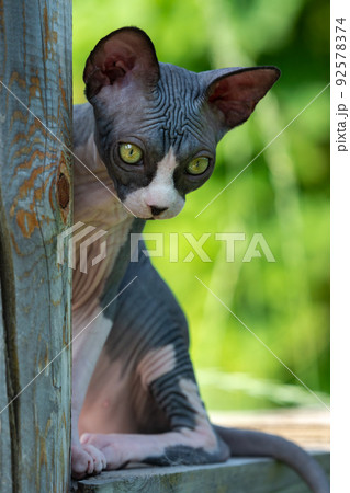 Bald kitten-Sphinx sits high on wooden boards on outdoor playground boarding kennel on summer day and looks down, watching what is happening. Focus on foreground. Natural blurred green background. 92578374