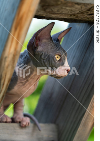 Funny 4 month old kitten of Sphinx Hairless breed of black and white color looks at view from height of playground of cattery, boarding kennel. Side view. Selective focus. Vertical composition. Funny 4 month old kitten of Sphinx Hairless breed of black and white color looks at view from height of playground of cattery, boarding kennel. Side view. Selective focus. Vertical composition. 92578375