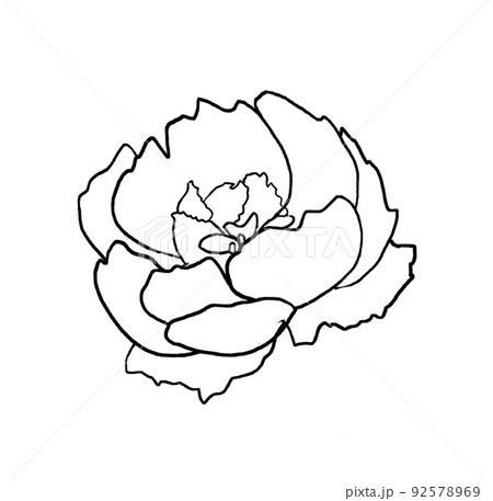 Watercolor black outline peony flower illustration element 92578969