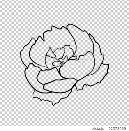 Watercolor black outline peony flower illustration element 92578969