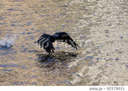 A Japanese Cormorant flying above a canal in Tokyo Bay A Japanese Cormorant flying above a canal in Tokyo Bay 92579031