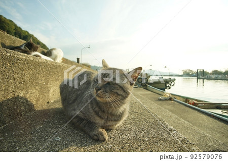 琵琶湖に浮かぶ有人島・沖島で秋を過ごす猫 92579076