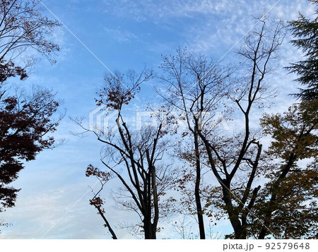 樹木のシルエットが美しい風景 樹木のシルエットが美しい風景 92579648