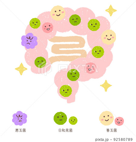 理想のバランスの腸内細菌 92580789