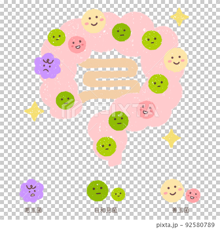 理想のバランスの腸内細菌 92580789