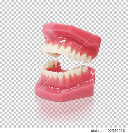Tooth model Tooth model Illustration Real 92580918