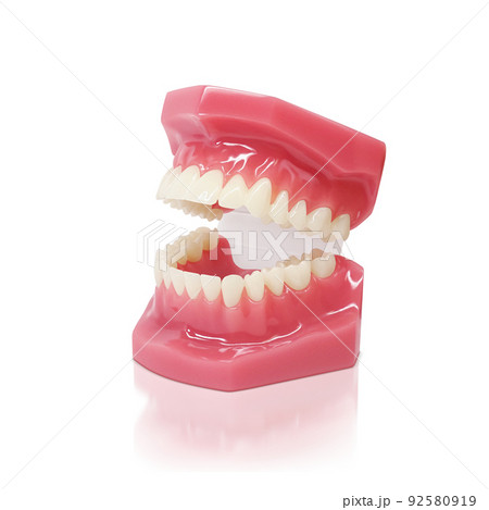 歯形模型 歯列模型 イラスト リアル のイラスト素材