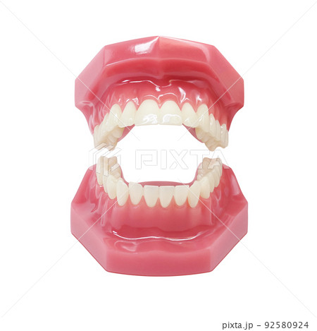 歯形模型 歯列模型 イラスト リアル のイラスト素材