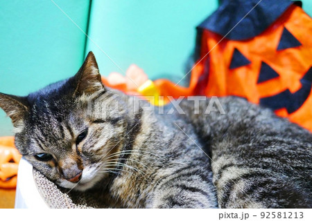 猫とハロウィンのお化け 92581213